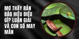 Mơ thấy rắn