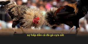 Sự Hấp Dẫn Của Đá Gà Sửa Sắt